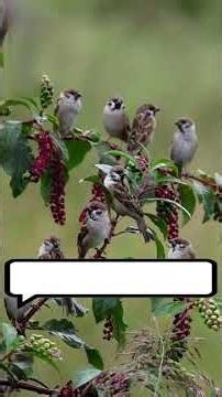 types of birds