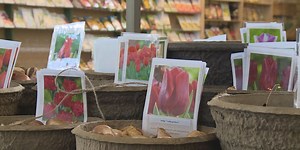 The time to plant some colorful spring flowers is now in Kentucky