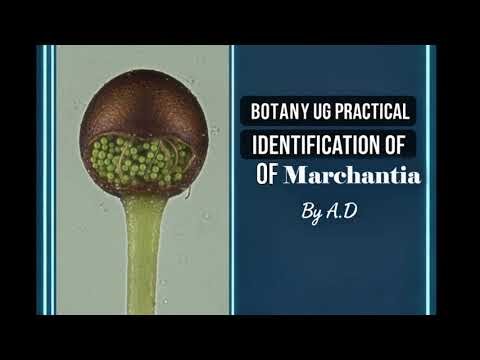 1. Identification of Marchantia | Thallus, Antheridiophore & Archegoniophore | Botany UG Practical