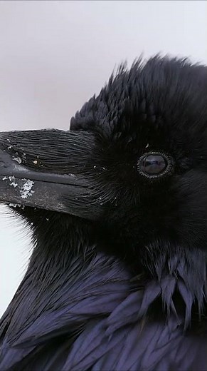 Ravens are said to be one of the world's smartest birds 🐦‍⬛ #Animals #Shorts #Nature #Raven