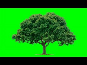 Green screen effect tree best