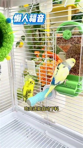 This food box is so convenient for my parrot! It's large enough to keep the bird from going hungry,