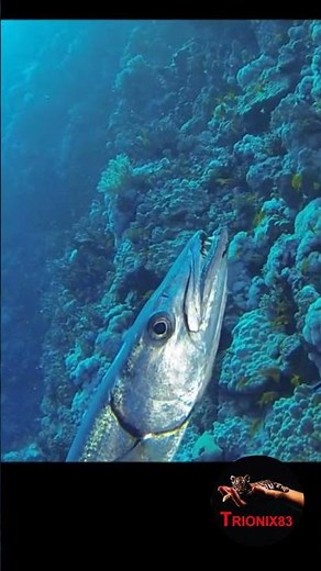 GIANT BARRACUDA - Barracudas Attacking
