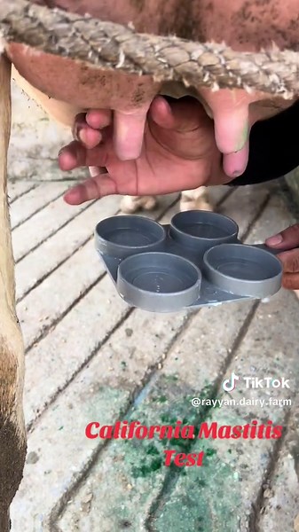 Rayyan Dairy Farm on TikTok