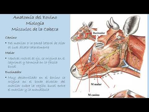 Miología del Bovino: Músculos de la Cabeza