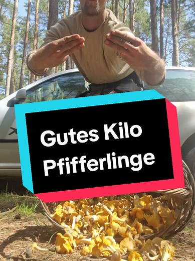15.6.25 Ein gutes Kilo Pfifferling rausgeholt. Die nächsten Wochen wirds zu trocken, dann könnte es erstmal wieder vorbei sein! #pfifferlinge #pilze #pilzesammeln #figgo #wald #figgomeme #natur #rockitfreek