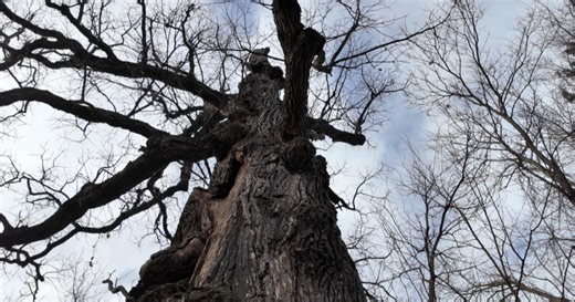 Famous 250-year-old Kansas City tree 'Frank' officially being removed Wednesday
