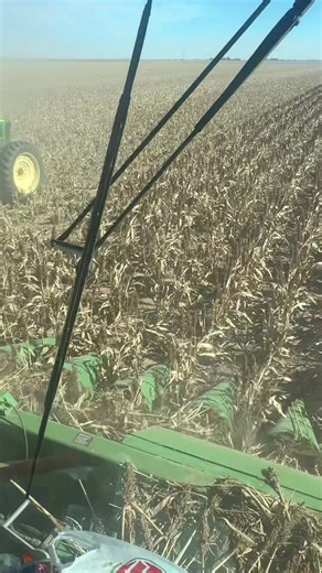 Harvesting dryland milo that has fallen down in places. 1293 corn head with the arro conversion#texaspanhandle #UmbargerTx #farmlife #sorghum #arroconversion