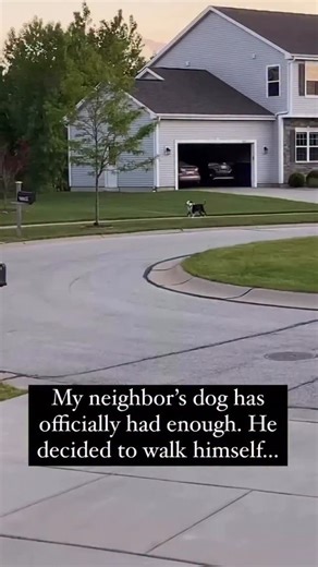 Pubity on Instagram: "😭 Dogs in America are cherished companions, with millions of households welcoming them as part of the family. They are seen in every corner of the country, from city apartments to suburban homes and rural farms. Popular breeds like Labrador Retrievers, Golden Retrievers, and German Shepherds are known for their loyalty and versatility, while smaller breeds such as French Bulldogs and Chihuahuas are often found in urban settings. Daily walks, trips to dog parks, and shared 