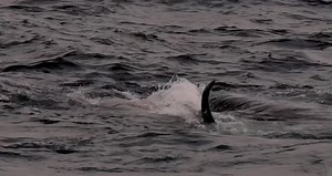 Cuvier’s Beaked whale predation, Tuesday 5/4/22 🎥 @mark_jackman_edits 📸 @machi_orca @machi24k @littlehill_photography | Naturaliste Charters Bremer Canyon Killer Whale and Pelagic Expeditions
