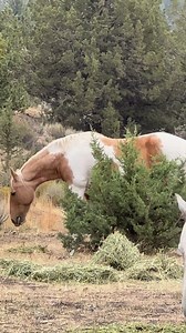 The ballerinas 🦢 🍂 How perfect are Autumn’s colors for fall. That glorious orange blends so well with the willows and aspens which are turning color now. Rising Sun is out here with Presley but so far I haven’t seen her with Autumn. We will do DNA testing with both come winter just to see if they are related. It’s interesting to see all the fifty shades of grey out here. By age eleven any dapple greys turn white so Swan already has, now Slash has, Ireland is nearly all white and Koa’s face has