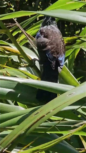 Tui in search of nectar #wildlife #animals #birds #NZendemic #NewZealandBirds #tui