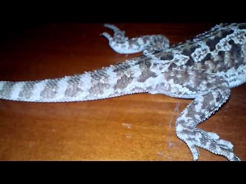 Bearded Dragon Broke Its Leg? PLEASE HELP!