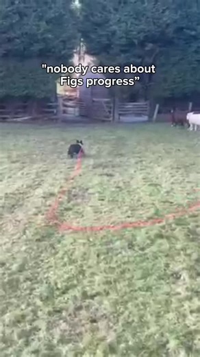 Training a Sheepdog: Slow Progress and Patience
