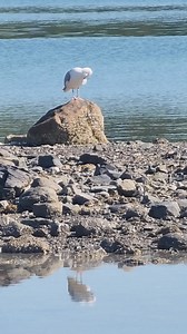 This was from a day clamming on the coast of Maine 🌊 #Maine #outdoor #nature #seagull | Wayne Bishko