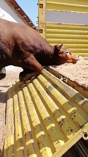 Majestic Bull in Action: Strength and Grace on the Farm