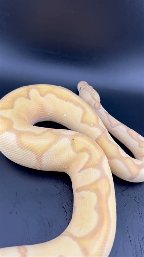 Holdback Rack 😎 #snakeenthusiast #foryou #ballpython #reptilekingdom