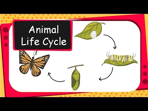 Science - Animal life cycles - English