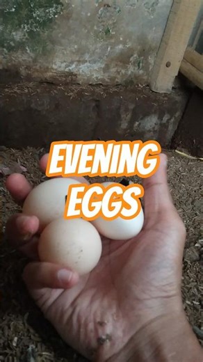 Java Chicken Eggs #farming #nature #harvest #chicken #egg #original