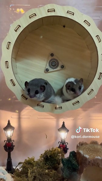 🎄🍁 #koridormouse #กระรอกจิ๋ว #dormouse #ดอร์เมาส์ #fyp