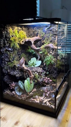 making a crested gecko vivarium! full build video up now! #terrarium #vivarium #crestedgecko