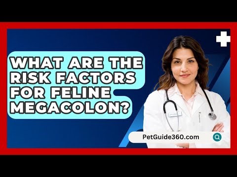 What Are The Risk Factors For Feline Megacolon? - PetGuide360.com