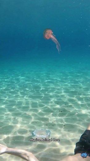 Exploring the Great Barrier Reef: A Dive Adventure