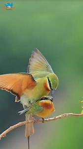 2M views · 10K reactions | Romance in the Wild: Male Blue-tailed Bee-eater Gifts a Butterfly to Win Her Heart! #WildLove #BeeEaterRomance #NatureCourtship #BirdLoveStory #ButterflyGift #WildlifeMoments #birdbehavior | Nature-Tweeters | Facebook
