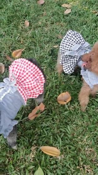 XL-Hei Model: Chest 17.71\",Back: 12.59\",Weight:13.22lbs