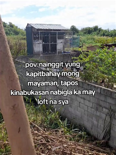 How to Build a Loft for Your Pigeons