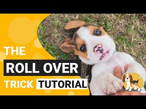 How to Teach your Beagle to ROLL OVER