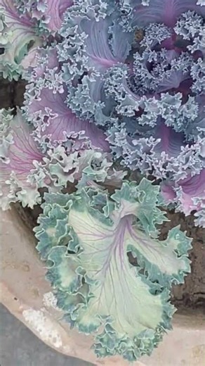 ornamental cabbage/kale 🥬 #show plant 🪴