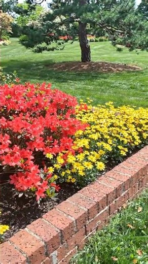wolfpack azaleas 2-3 ft zones 6-9