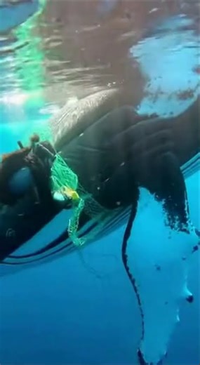 Man Rescues a Whale Fish Trapped in Fishing Net — A Touching Moment of Freedom #SeaCreature #DeepSea