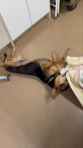 7.6K views · 208 reactions | When you’re trying to help with laundry but end up wrestling the towel instead 狀 #RoscoeMoments #TowelTango | Humane Society of Forsyth County, GA | Facebook