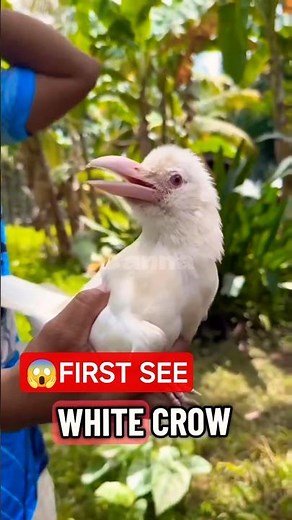 FIRST TIME !!! seeing a white crow 😲 So rare and beautiful #shorts #whitecrow