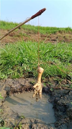 Unbelievable Hook fishing Trap Viral Fishing Video #fish #fishing #shorts #trap #viral