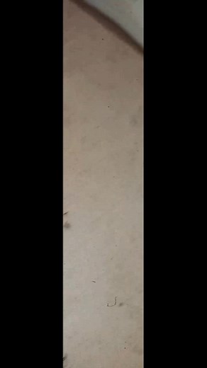 KZN siyeza singu Ndebele🤍 patiently waiting for the 14th of December 2024🥰🤍 #indoni #indonindebele #2ndprincess #ndebeletiktoker🇦🇲