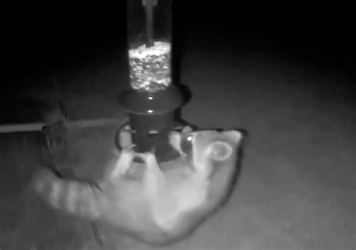 Watch Humane Effective Brome Squirrel Buster Plus Bird Feeder on Amazon Live