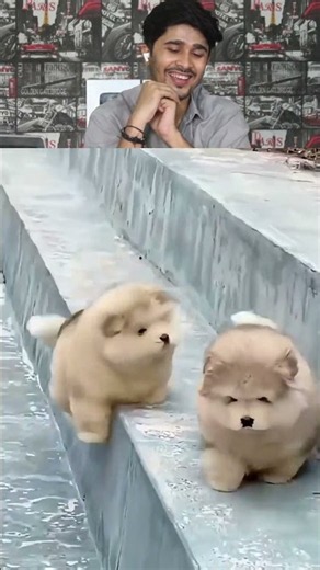 Top 5 Funniest Animal Moments Ever! 😂🐶 Wait for the End #shorts