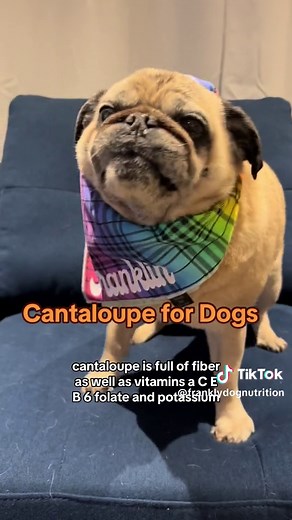 Cantaloupe is safe and healthy for dogs! #fruitfordogs #healthydogtreat #healthydogtreats #healthypug #pugloversclub