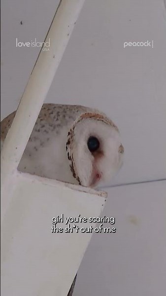 The Villa Owl just wanted to chat 🦉 #LoveIslandUSA #LoveIsland #MelanieMoreno #Shorts