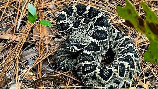 What is Louisiana's largest snake? This distinct feature is what to look for