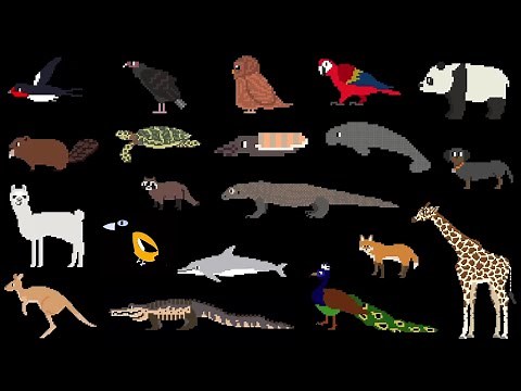 Animals Around the World - DVD Version - ‪@TheKidsPictureShow‬