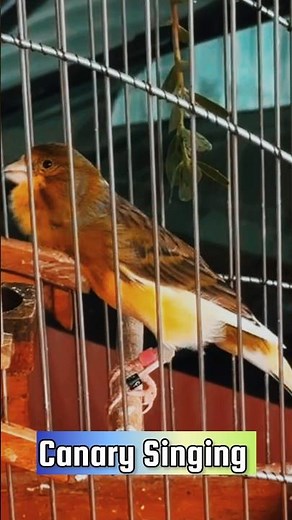 Canary Singing Training Video | Best Canary Singing | Canary Bird Sounds #galerikenariindonesia