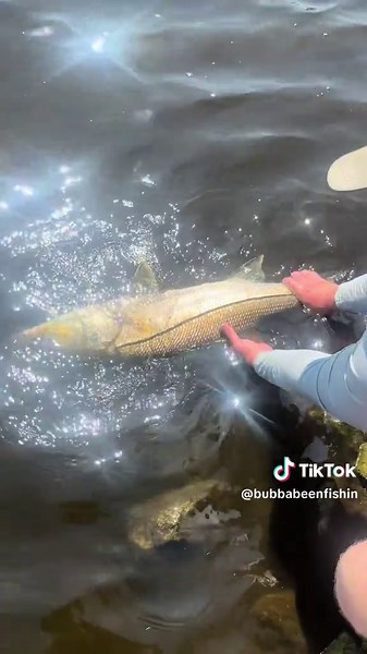 Fatty 35: A Snook Fishing Adventure in Florida