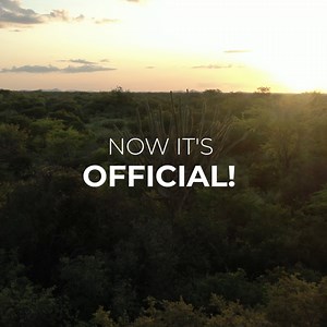 ⏱ Release Day – 46 Days Left❗️ On June 14th we will make history in species conservation. Something almost impossible becomes a reality on this day – the species, which has been extinct in the wild for over 20 years, returns to the sky of the Caatinga, its original homeland! The dream of many passionate visionaries, conservationists, scientists, biologists, veterinarians, animal keepers, partners, and supporters from all over the world is coming true! The first eight parrots will leave the relea