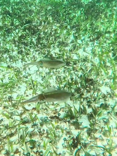 Reef Squid, Calamar, in sea grass area of coral reef #reefsquid #calamardearrecife #calamarius