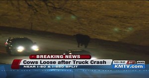 Cattle loose on I-80 after truck overturns