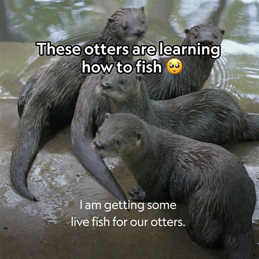169K views · 5.5K reactions | To prove they can survive in the wild, these otter students need to ace their hunting class  | National Geographic Animals | Facebook